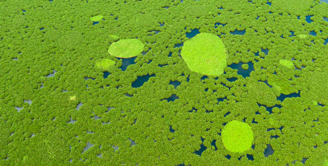 Pretty green: Mangroves could be a $12bn climate finance market