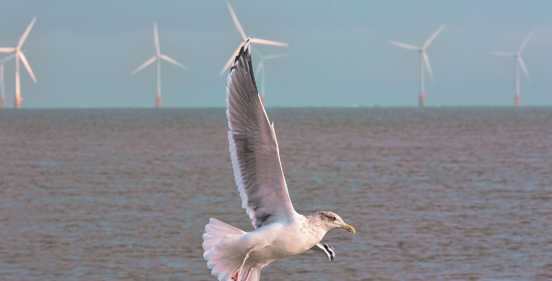 Baltica III: A delay to Poland’s fledgling offshore wind sector